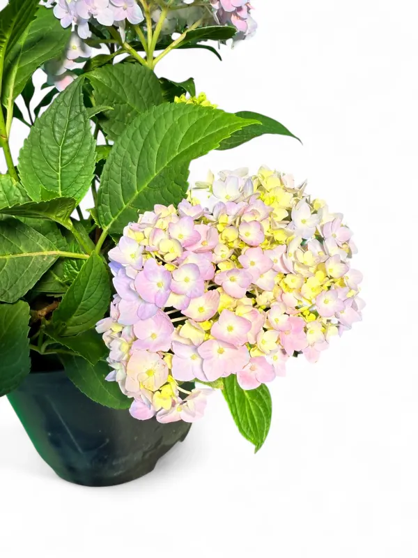 Hydrangea Macrophylla Endless Summer "Bloomstar" 17cm Pot