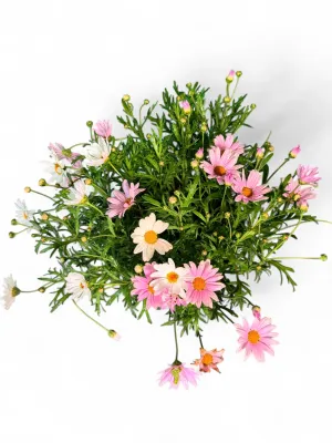 Argyranthemum "Go Daisy Elsa Marshmallow" 15cmPot