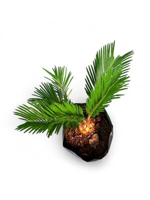 Cycas Revoluta "King Sago" 5Liter