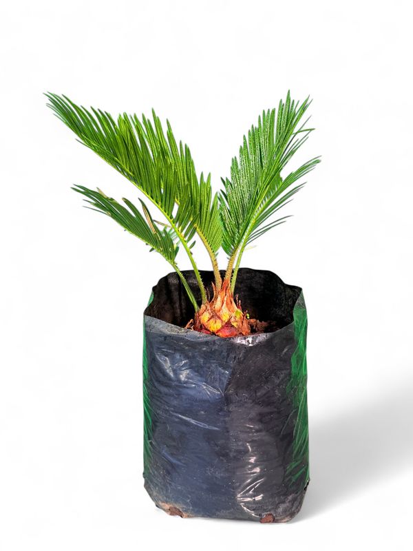 Cycas Revoluta 5 Liter