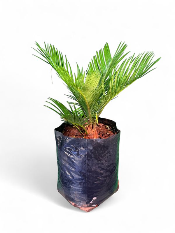 Cycas Revoluta 10 Liter