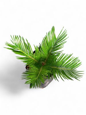 Cycas Revoluta "King Sago" 10Liter