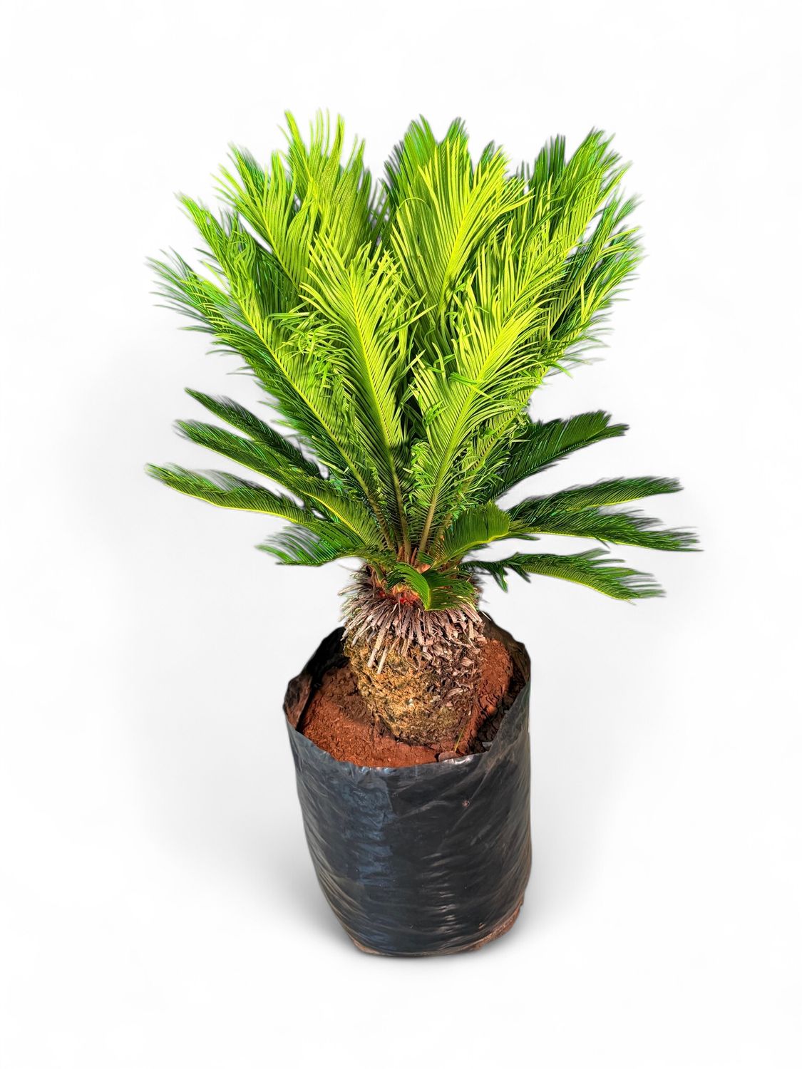 Cycas Revoluta 60 Liter
