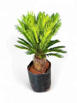 Cycas Revoluta 60 Liter