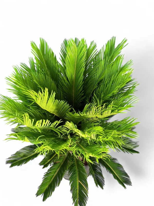 Cycas Revoluta "King Sago" 60Liter