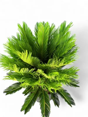 Cycas Revoluta "King Sago" 60Liter