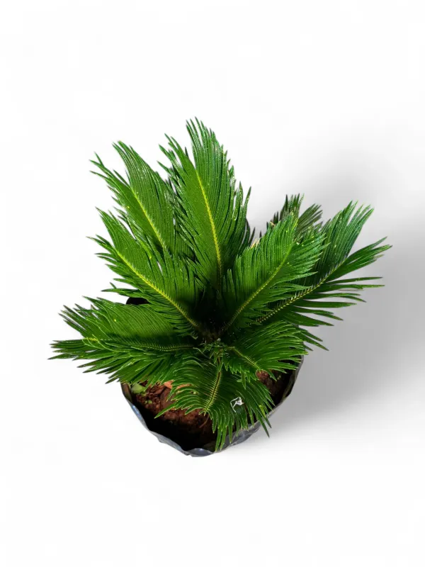 Cycas Revoluta "King Sago" 20Liter