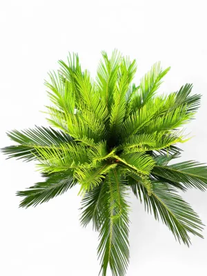 Cycas Revoluta "King Sago" 40Liter