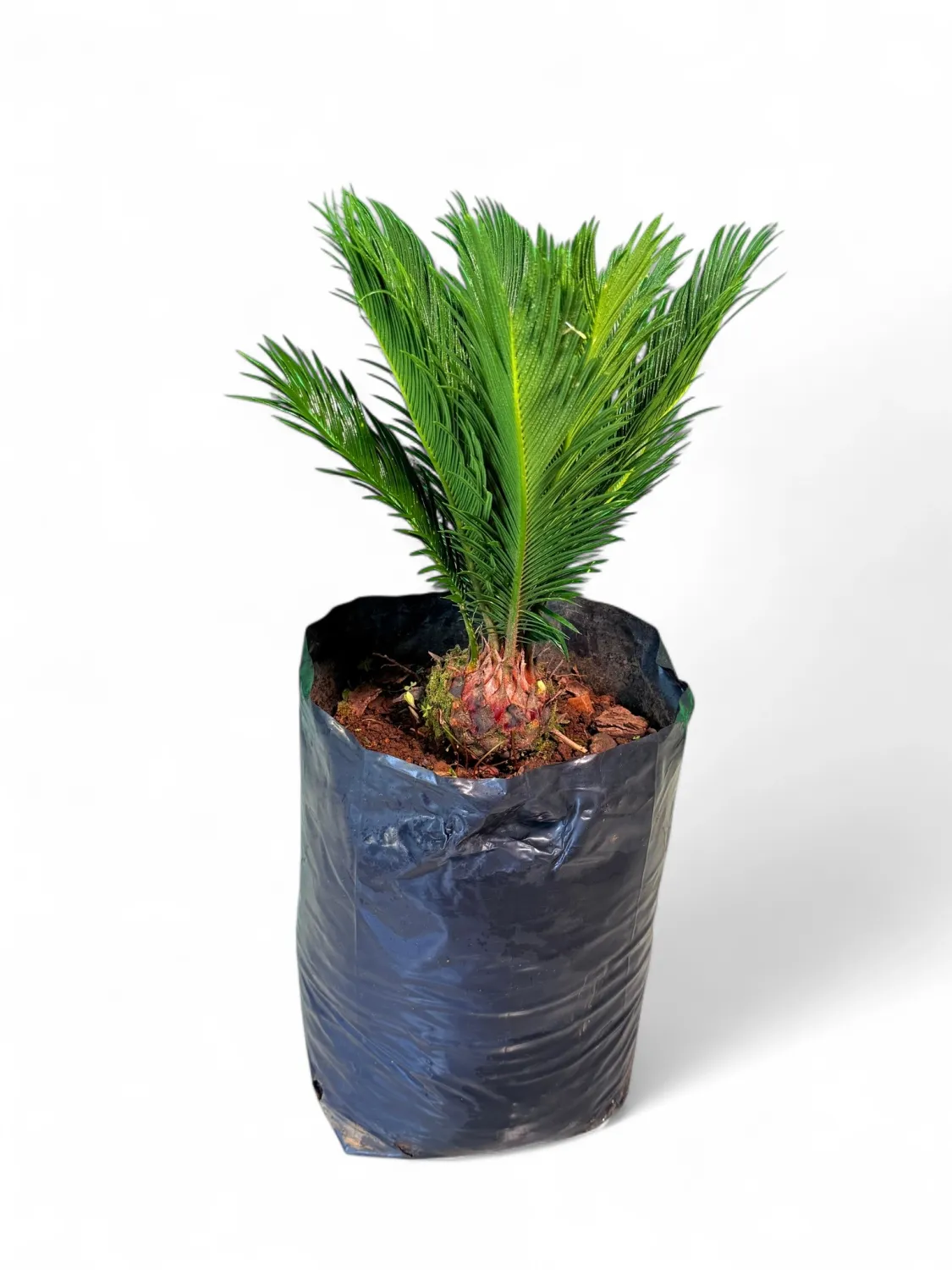 Cycas Revoluta 20 Liter