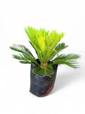 Cycas Revoluta 40 Liter