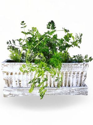 Window Pot Medium Whitewash With Drip Tray - L450mm x W150mm - 9kg