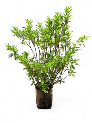 Azalea &quot;White&quot; 20 Liter