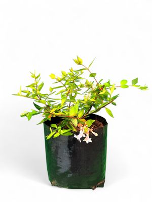 Abelia Francis Mason 2.5Liter