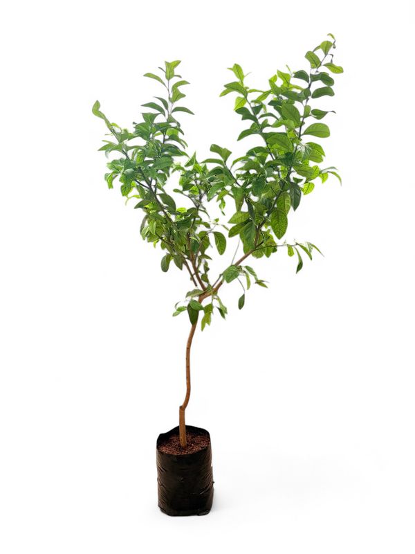 Citrus Lemon Eureka 20L