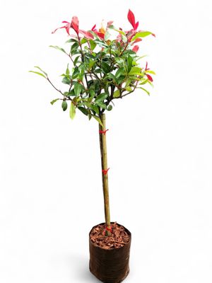 Photinia Glabra Red Robin Standard 20Liter
