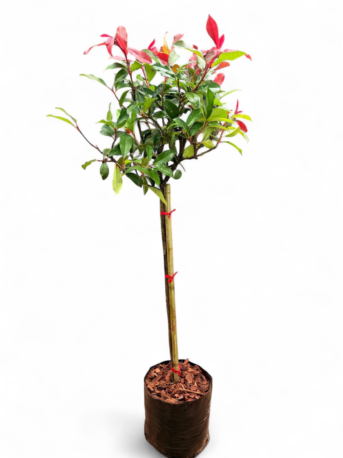 Photinia Glabra Red Robin Standard 20Liter