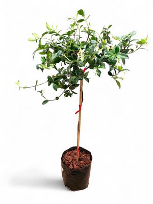 Star jasmine Standard 10 liter