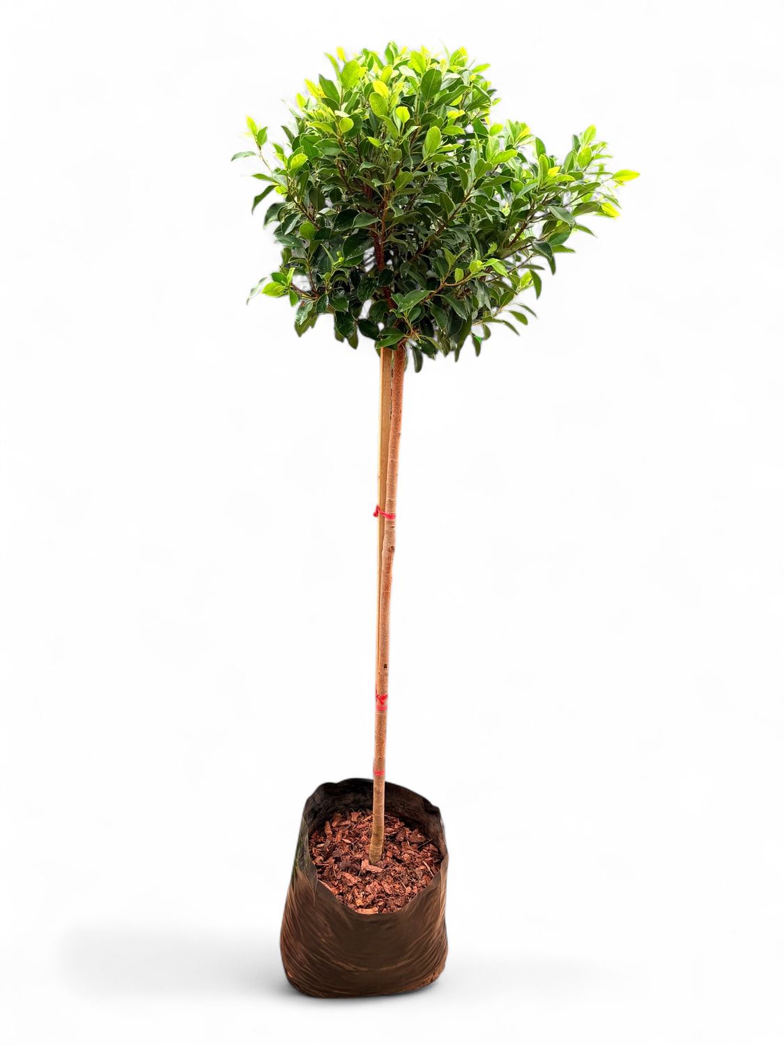 Ficus Nitida 40Liter