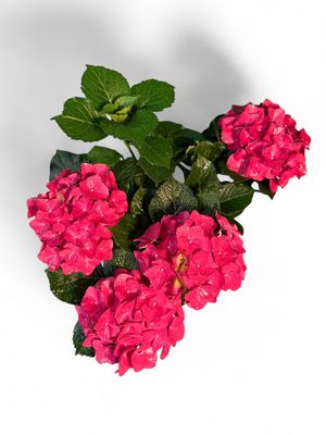 Hydrangea Macrophylla "Leuchtfeuer" 2Liter
