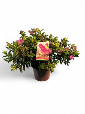 Hebe X Speciosa &quot;Sunset Boulevard&quot; 15cm Pot