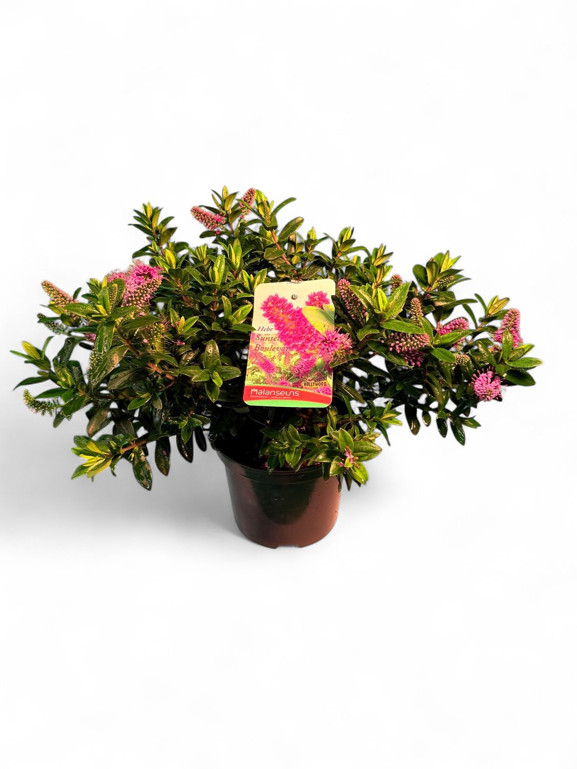 Hebe X Speciosa &quot;Sunset Boulevard&quot; 15cm Pot