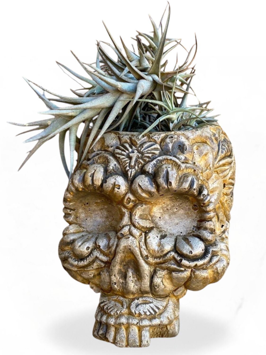 Sugar Skull Planter Antique Amber Finish -&quot;Includes Air Plant&quot; H130mm x W135mm - 3kg