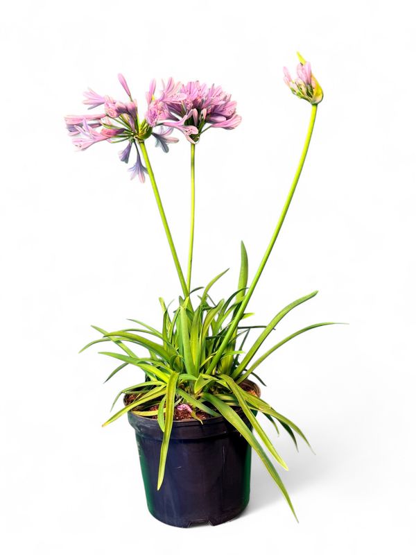 Agapanthus Ladies Luck 15cm Pot