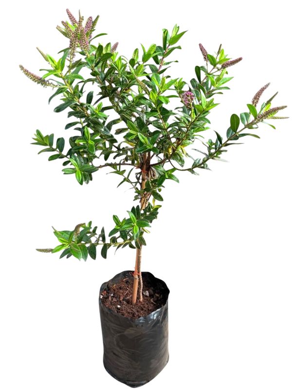 Hebe &quot;Shrubby Veronica&quot; 5Liter