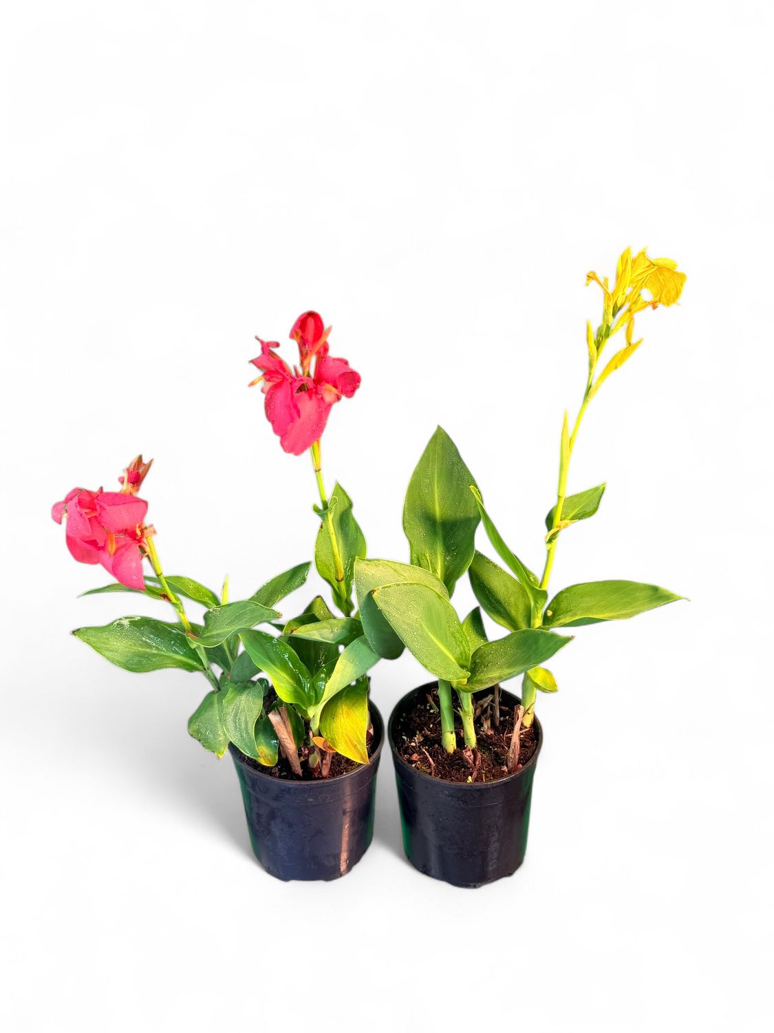 Canna x Generalis Cannova "Canna Lily" (Mixed Colours) 19cm