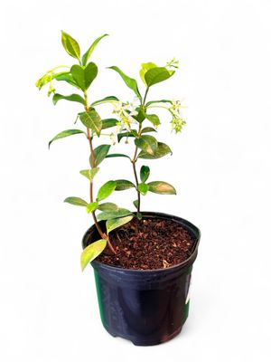 Trachelospermum Jasminoides 17cm Pot