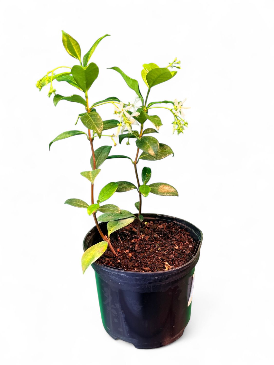 Trachelospermum Jasminoides 17cm Pot