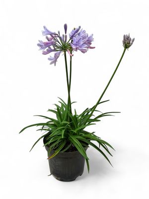Agapanthus Lady&#39;s Luck 15cm Pot
