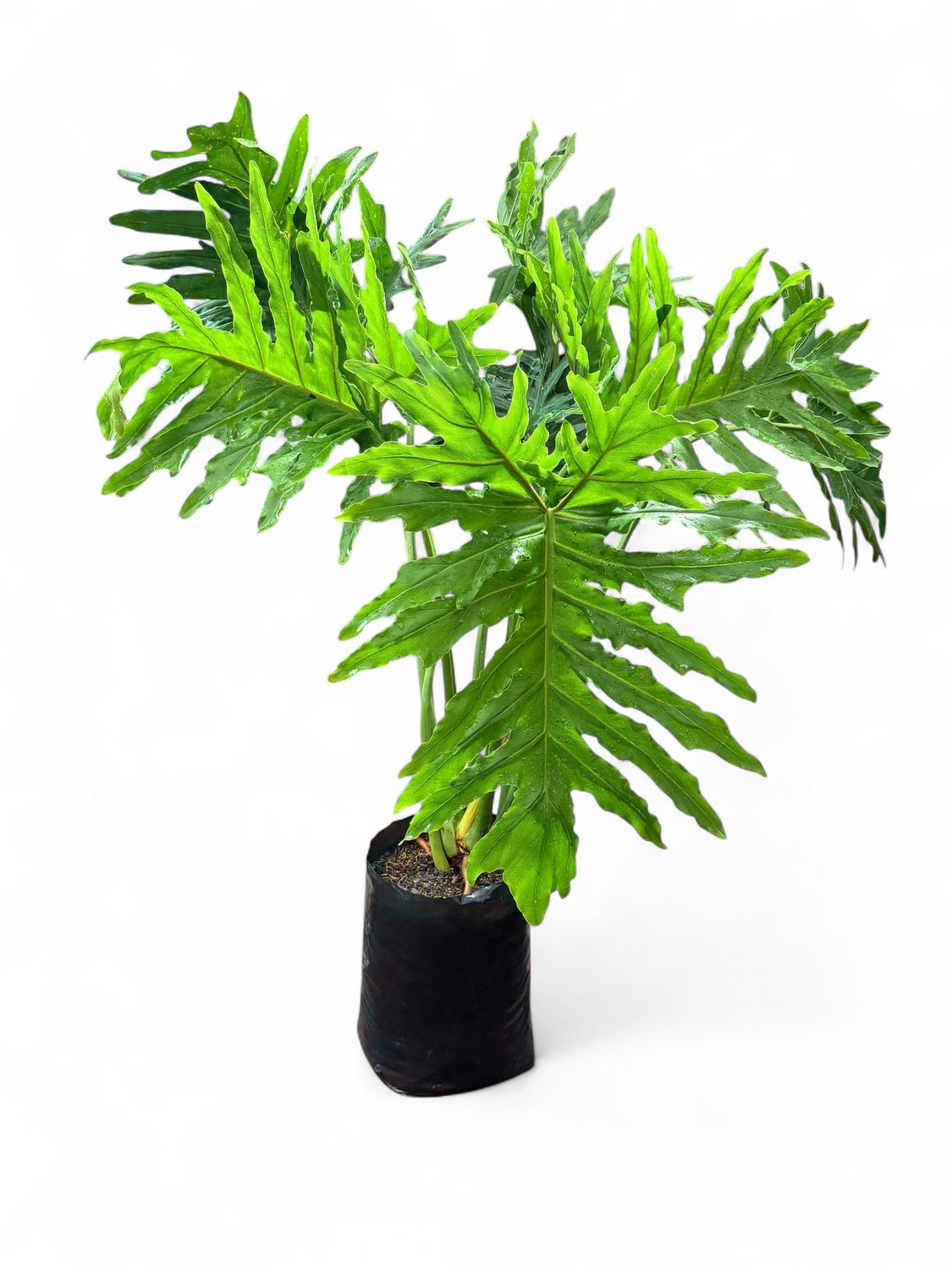Philodendron Selloum 20 Liter
