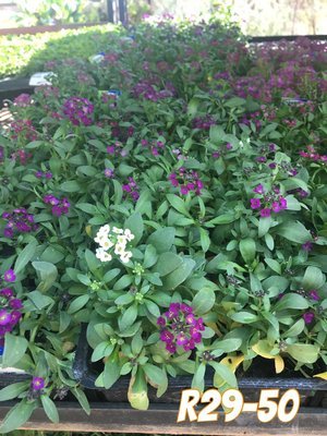 Alyssum Mixed Colours Seedlings 6 Pack Alyssum Mixed Colours Seedlings 6 Pack