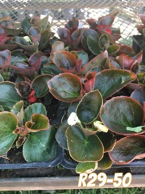 Begonia Bronze Leaf Mixed Colours Seedlings 6 Pack Begonia Bronze Leaf Mixed Colours Seedlings 6 Pack