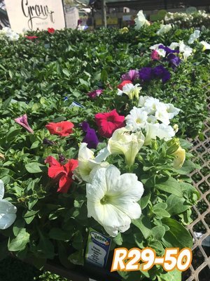 Petunia Mixed Colours Seedlings 6 Pack Petunia Mixed Colours Seedlings 6 Pack