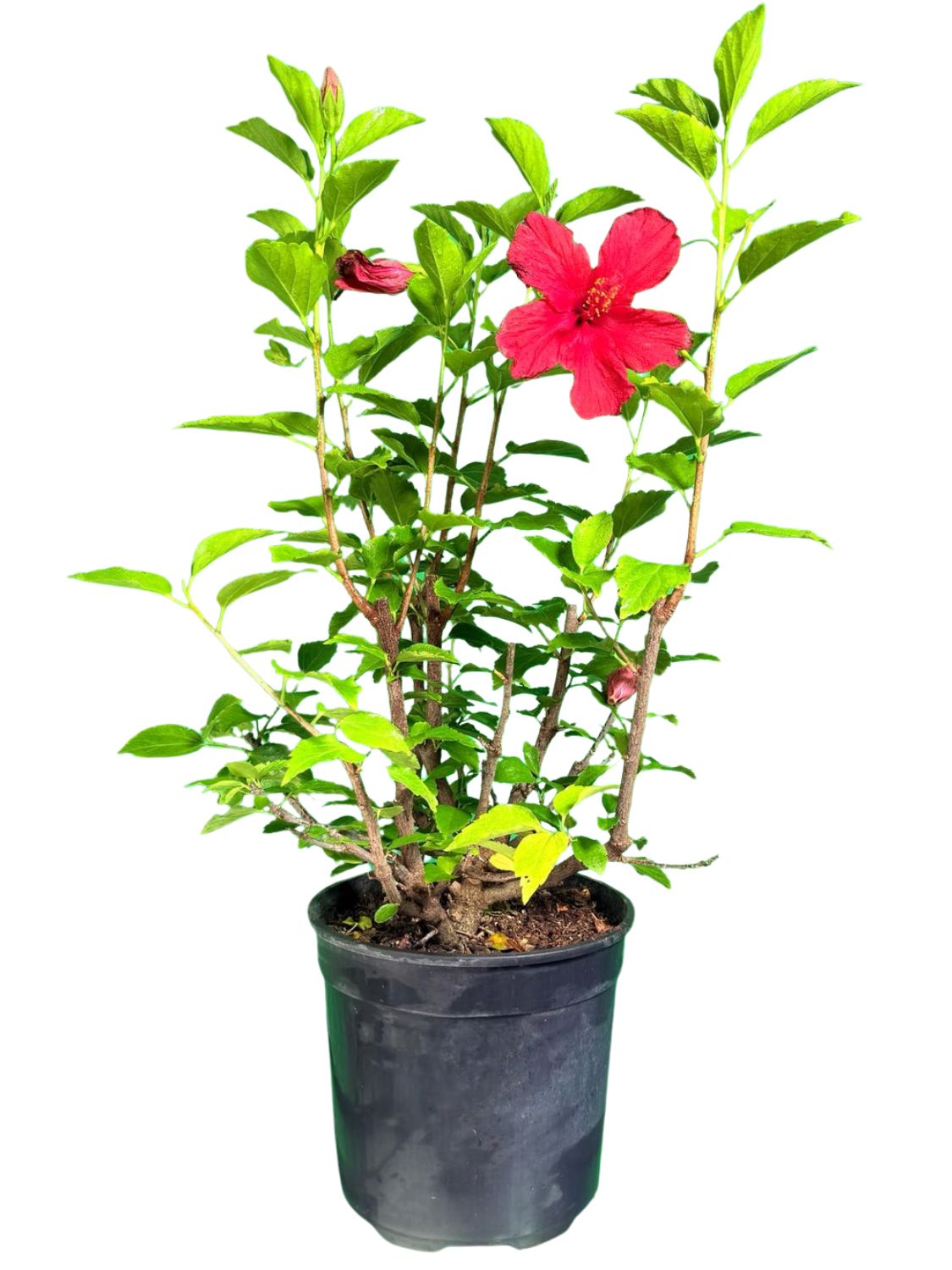 Hibiscus Red 19cm Pot