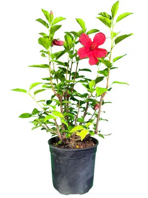 Hibiscus Red 19cm Pot