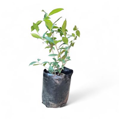 Gardenia Belmont 10L Landscaping