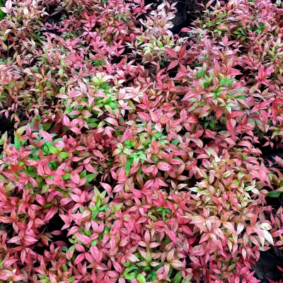 Nandina Pygmaea "dwarf heavenly bamboo" 4L