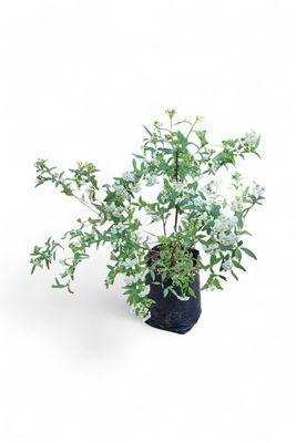 Spirea Cantonensis Flora Plena (May Flower) 10L