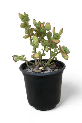 Crassula Ovata "Variegated Jade Plant" 12cm Pot Crassula Ovata "Variegated Jade Plant" 12cm Pot
