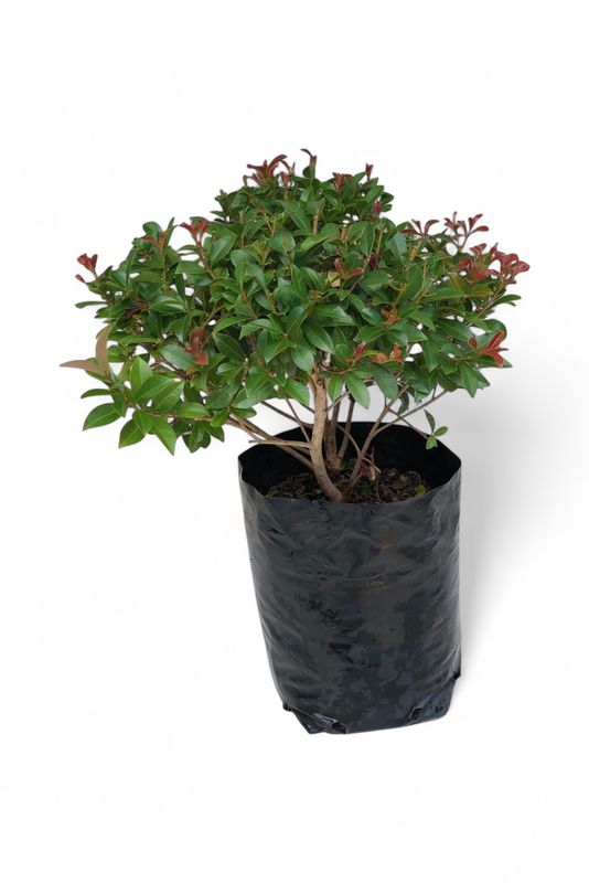 Syzigium Paniculatum Balls 10 Liter