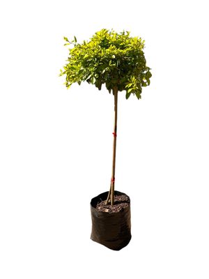 Duranta Standard Medium10 Litre