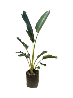 Strelitzia Nicolai 50 Liter