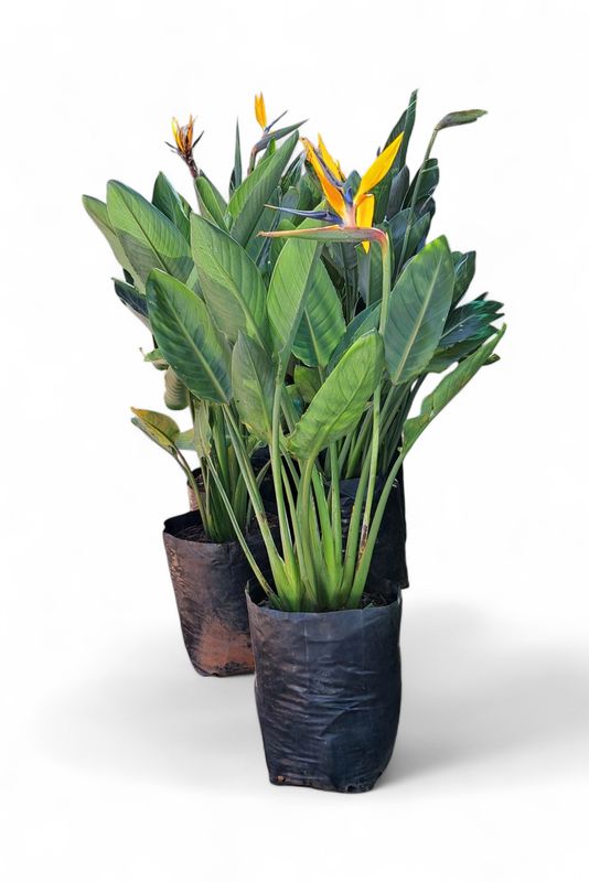 Strelitzia Reginea Large Plants 20 Liters
