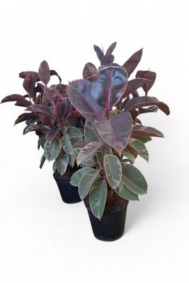 Ficus Elastica Ruby 17cm