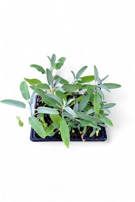 Sage 6 Pack Herb Seedlings