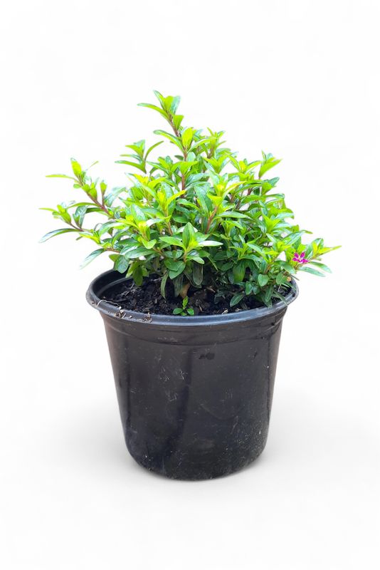 Cuphea Hyssopifolia "Pink" 15cm