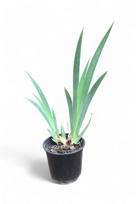 Dutch Iris 15cm Pots